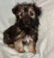 Bandit, a male Chihuahua for sale in Granville Summit, PA – Photo 4 of 4