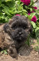 Chico, a male Shih Tzu for sale in Granville Summit, PA – 3 of 5
