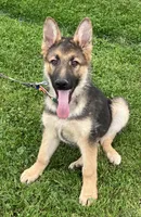 Hank, a male German Shepherd Dog for sale in Granville Summit, PA – 4 of 6