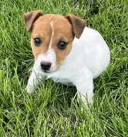 Dexter, a male Jack Russell Terrier for sale in Granville Summit, PA – Photo 5 of 5