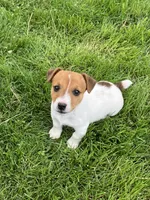 Dexter, a male Jack Russell Terrier for sale in Granville Summit, PA – Photo 3 of 5