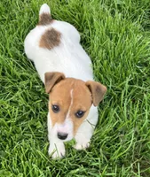 Dexter, a male Jack Russell Terrier for sale in Granville Summit, PA – Photo 4 of 5