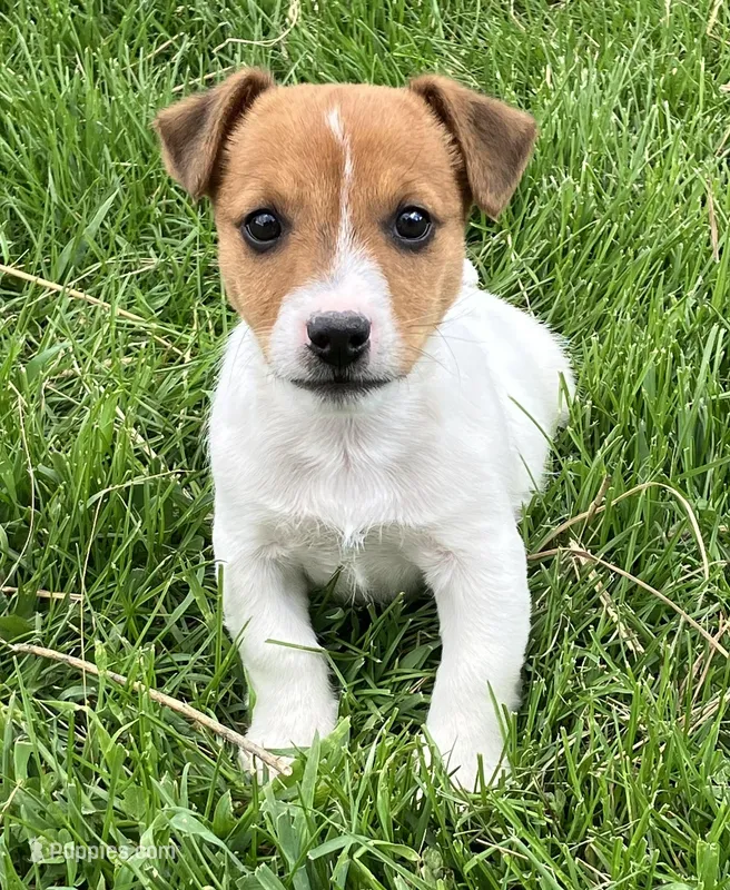 Dexter – Jack Russell Terrier puppy for sale in Granville Summit, PA