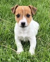 Dexter, a male Jack Russell Terrier for sale in Granville Summit, PA – Photo 1 of 5