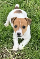 Dexter, a male Jack Russell Terrier for sale in Granville Summit, PA – Photo 2 of 5