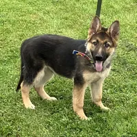 Hank, a male German Shepherd Dog for sale in Granville Summit, PA – 5 of 6