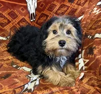 Rag-A-Muffin, a male Shih Tzu for sale in Granville Summit, PA – Photo 3 of 4