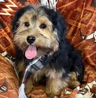 Rag-A-Muffin, a male Shih Tzu for sale in Granville Summit, PA – Photo 1 of 4