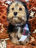 Rag-A-Muffin, a male Shih Tzu for sale in Granville Summit, PA – Photo 2 of 4