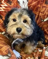 Rag-A-Muffin, a male Shih Tzu for sale in Granville Summit, PA – Photo 4 of 4