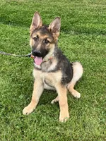 Hank, a male German Shepherd Dog for sale in Granville Summit, PA – 3 of 6