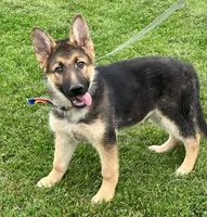 Hank, a male German Shepherd Dog for sale in Granville Summit, PA – 2 of 6