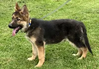 Hank, a male German Shepherd Dog for sale in Granville Summit, PA – 6 of 6