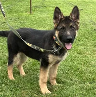 Jack, a male German Shepherd Dog for sale in Granville Summit, PA – 4 of 5