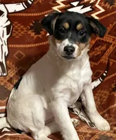 Mango, a female Jack Russell Terrier for sale in Granville Summit, PA – Photo 4 of 5