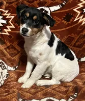 Mango, a female Jack Russell Terrier for sale in Granville Summit, PA – Photo 2 of 5