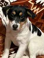 Mango, a female Jack Russell Terrier for sale in Granville Summit, PA – Photo 5 of 5