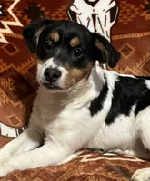 Mango, a female Jack Russell Terrier for sale in Granville Summit, PA – Photo 1 of 5