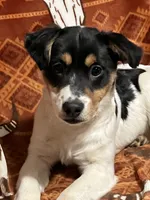 Mango, a female Jack Russell Terrier for sale in Granville Summit, PA – Photo 3 of 5