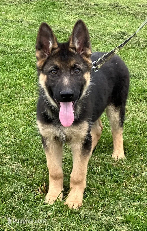 Jack – German Shepherd Dog puppy for sale in Granville Summit, PA