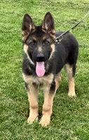 Jack, a male German Shepherd Dog for sale in Granville Summit, PA – 1 of 5