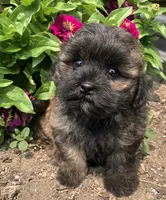 Chico, a male Shih Tzu for sale in Granville Summit, PA – 2 of 5