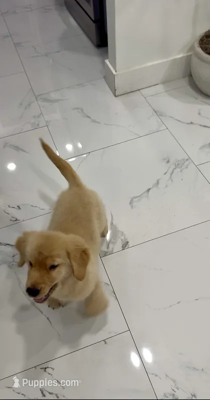 Zimba – Golden Retriever puppy for sale in Tampa, FL