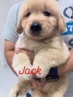 Jack, a male Golden Retriever for sale in Tampa, FL – 5 of 9