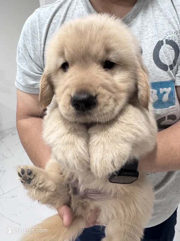 Zimba – Golden Retriever puppy for sale in Tampa, FL