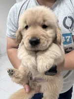 Zimba, a male Golden Retriever for sale in Tampa, FL – 1 of 9