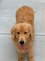 Jack, a male Golden Retriever for sale in Tampa, FL – 4 of 9