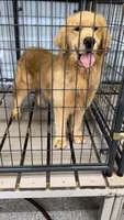 Zimba, a male Golden Retriever for sale in Tampa, FL – 4 of 9