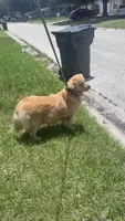 Zimba, a male Golden Retriever for sale in Tampa, FL – 9 of 9