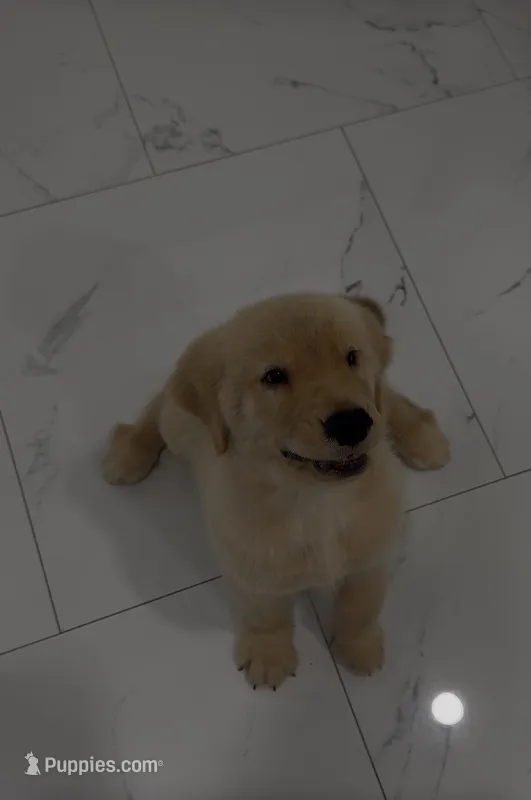Zimba – Golden Retriever puppy on hold in Tampa, FL