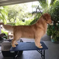 Zimba, a male Golden Retriever for sale in Tampa, FL – 6 of 9