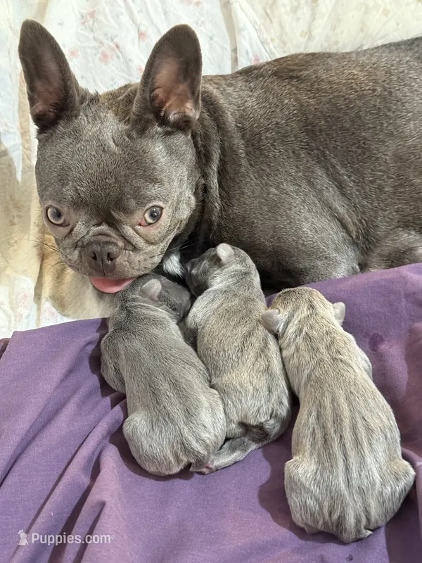 ARRIVED! Purebred FRENCHIES