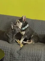 ARRIVED! Purebred FRENCHIES, a male French Bulldog for sale in Escondido, CA – Photo 4 of 4