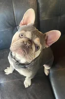 ARRIVED! Purebred FRENCHIES, a male French Bulldog for sale in Escondido, CA – Photo 3 of 4