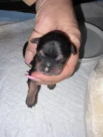 AKC Yorkie -GUCCI, a male Yorkshire Terrier for sale in Escondido, CA – Photo 1 of 3