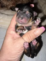 AKC Yorkie -GUCCI, a male Yorkshire Terrier for sale in Escondido, CA – Photo 3 of 3