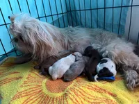 AKC Shih Tzu litter, a male Shih Tzu for sale in Escondido, CA – Photo 3 of 3