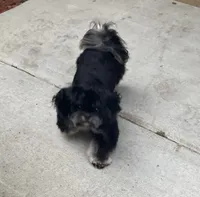 AKC-Dobie: PARKER, a male Shih Tzu for sale in Escondido, CA – Photo 2 of 4