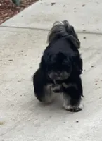 AKC-Dobie: PARKER, a male Shih Tzu for sale in Escondido, CA – Photo 1 of 4