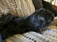 AKC-Dobie: PARKER, a male Shih Tzu for sale in Escondido, CA – Photo 4 of 4