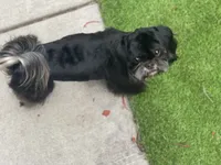 AKC-Dobie: PARKER, a male Shih Tzu for sale in Escondido, CA – Photo 3 of 4