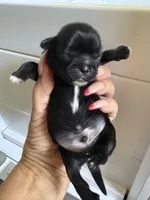 AKC-Black: XCAVI, a male Shih Tzu for sale in Escondido, CA – Photo 3 of 7