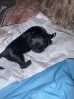 AKC-Black: XCAVI, a male Shih Tzu for sale in Escondido, CA – Photo 6 of 7