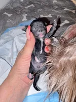 AKC-Black: XCAVI, a male Shih Tzu for sale in Escondido, CA – Photo 5 of 7