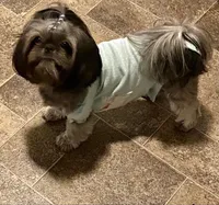 AKC SHIH TZU *Litter*, a  Shih Tzu for sale in Escondido, CA – Photo 1 of 7