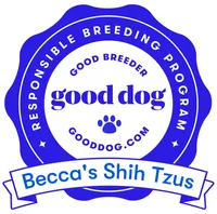 AKC SHIH TZU *Litter*, a  Shih Tzu for sale in Escondido, CA – Photo 7 of 7